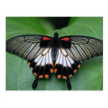 Black and Pink Swallowtail Butterfly Postcard