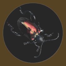 Black and Red Beetle bug stickers
