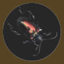 Black and Red Beetle bug