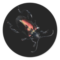 Black and Red Beetle bug stickers