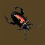 Black and Red Beetle bug