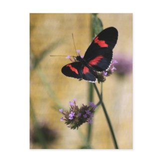 Black and Red Butterfly Postcard postcard
