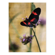 Black  and Red Butterfly Postcard