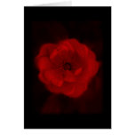 Black and Red Rose. Greeting Card