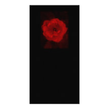 Black and Red Rose. Photo Cards