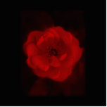 Black and Red Rose. Photo Cut Out