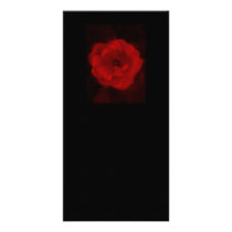 Black and Red Rose. Photo Cards
