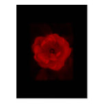 Black and Red Rose. Post Card