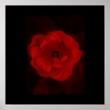 Black and Red Rose. Poster