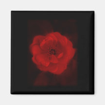 Black and Red Rose. Refrigerator Magnet