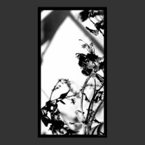 black and white 001 posters by HAJenkins black and white 001 posters