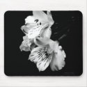 Black and White Alstroemeria Lily Mousepad