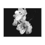 Black and White Alstroemeria Lily Postcard