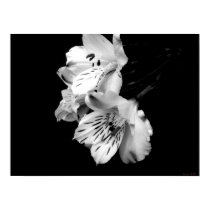Black and White Alstroemeria Lily Poster posters