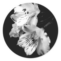 Black and White Alstroemeria Lily Sticker by indolilly Black and White Alstroemeria Lily Sticker