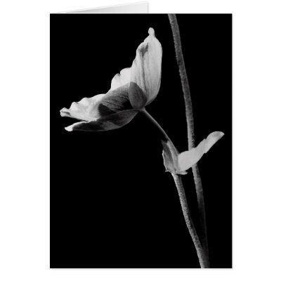 Black and White Anemone Card by emele1