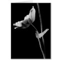 Black and White Anemone Card