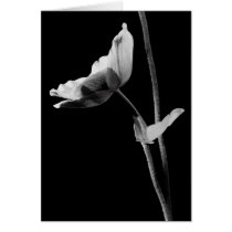 Black and White Anemone Card
