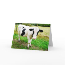 Black and White Apostrophe S Cow Cards