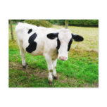 Black and White Apostrophe S Cow Post Card