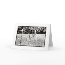 Black and White Barb Wire Fence in Summer  NoteCar