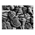 Black and White Beach Shells Postcard