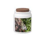 Black and White Butterfly Candy Dish