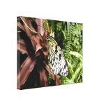 Black and White Butterfly Canvas Prints