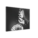 Black and White Butterfly Canvas Stretched Canvas Print