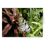 Black and White Butterfly Greeting Cards