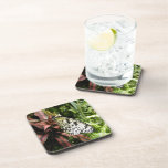 Black and White Butterfly Coasters
