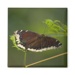 Black and White Butterfly Refrigerator Magnets