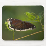 Black and White Butterfly Mousepad