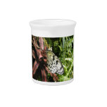 Black and White Butterfly Pitchers