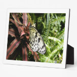 Black and White Butterfly Display Plaques