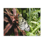 Black and White Butterfly Post Cards