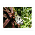 Black and White Butterfly Print