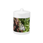 Black and White Butterfly