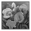 Black and White Calla Lillies Poster posters