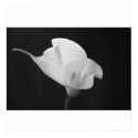 Black and White Calla Lilly posters