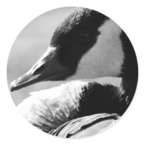 Black and White Canada Goose Sticker by sweetnessphotography Black and White Canada Goose Sticker