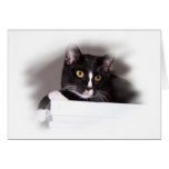 Black and white cat big yellow eyes looking right cards