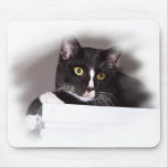 Black and white cat big yellow eyes looking right mousepads