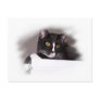 Black and white cat big yellow eyes looking right post cards