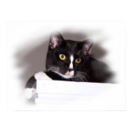 Black and white cat big yellow eyes looking right print