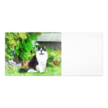 Black and White Cat by Flowers Rack Cards