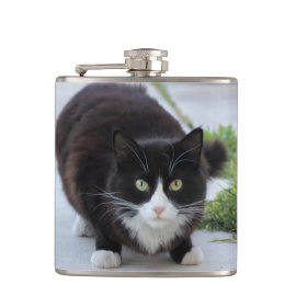 Black and white cat flasks