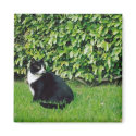 Black and White Cat magnets by quetzal323 Black and White Cat magnets