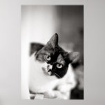 Black and white cat portrait print