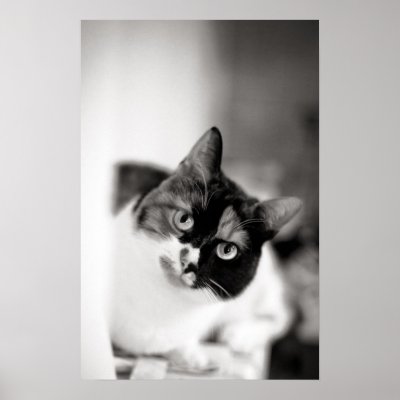 Black and white cat portrait print by LAURAMELIS